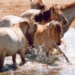 Dlmener Pferde an der Schwemme
